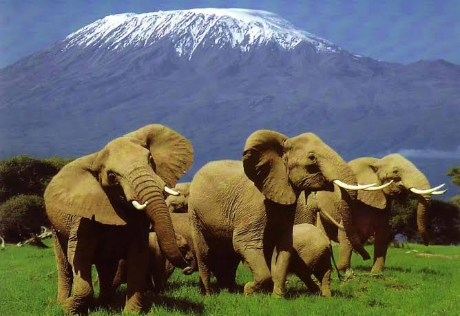A Trip to Amboseli National Park - Mara Big Cat Kenya Safaris
