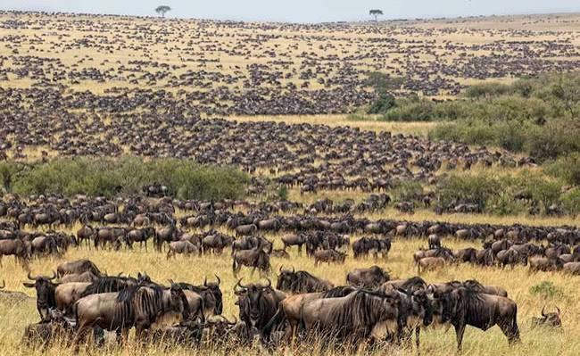 Areas/Regions in Serengeti National Park | Serengeti National Park Safaris