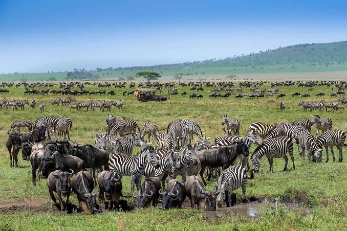 Central Serengeti Wildebeest Migration Explained - Tanzania - AfricanMecca Safaris