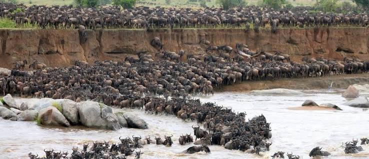 Southern, Mid or Northern Serengeti: where to go, to spot the migration?
